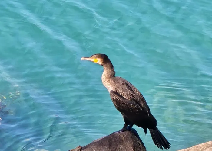 Atelier 66 Relax - In شقة بوشيافو